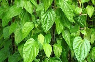 Berikut ini adalah beberapa tanaman hias yang cukup tahan terhadap panas matahari yang terik. Berbagai Jenis Tanaman Merambat Untuk Peneduh dan Taman ...