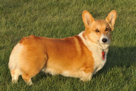 Pembroke Welsh Corgis Info, Facts, Temperament, Puppies, Pictures
