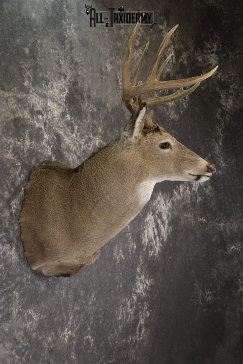 Whitetail Deer Taxidermy Shoulder Mount For Sale Sku 1908 All Taxidermy
