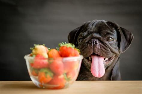 Some rat owners have reported digestive issues with large quantities of strawberries so for all these reasons it's a food that's best left for moderation. Can Dogs Eat Strawberries? - We're All About Pets