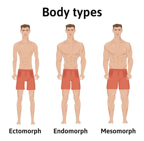 Tipos De Corpos Ectomorfo