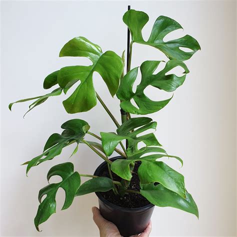 I was pleasantly surprised by the size of the plant. Philodendron Minima | 'Mini Monstera' | Indoor Plant ...