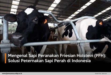 Mengenal Sapi Peranakan Friesian Holstein Pfh Solusi Peternakan Sapi