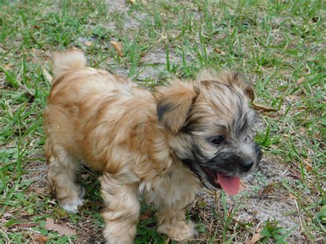 Morkies are small, smart and loads of fun. Morkie Puppies For Sale | Orlando, FL #290791 | Petzlover