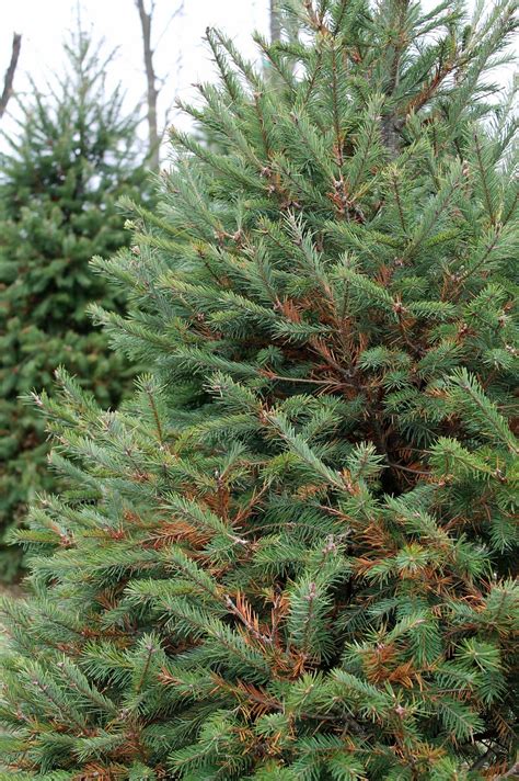 Check spelling or type a new query. It's not easy growing a Christmas tree: George Weigel ...