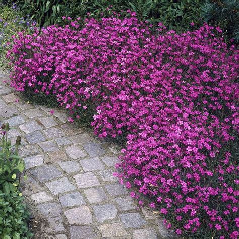 Maiden Pinks Dianthus Deltoides Ground Cover Plants Perennials