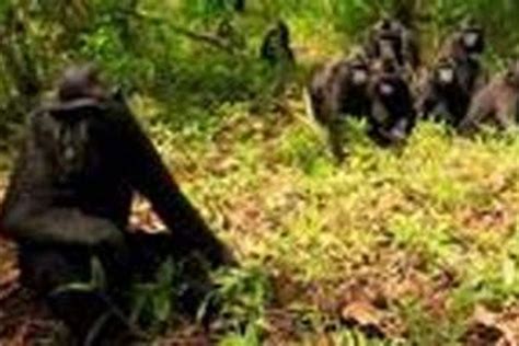 Demi Yaki, 10 Pekerja Kebun Binatang Inggris Daki 3 Gunung