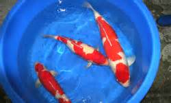 Display services 0 comments request. Momotaro koi nishikigoi kohaku sanke showa Japan