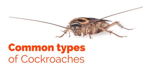 Common Types Of Cockroaches Pest Survival Guide