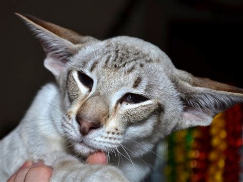 Looking for oriental longhair cat breeders or oriental shorthair cat breeders, then take a look at this extensive list of cat breeders from the united states, the united kingdom, south africa, europe, canada and australia. Trans Pennine Siamese and Oriental Pictures 2013 - Siamese ...