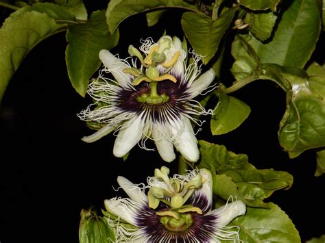 My Passion Fruit Flowers Bloomed At Night Gardening
