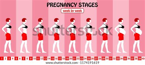 40 Weeks Pregnancy Stages Pregnant Woman Stock Vector Royalty Free