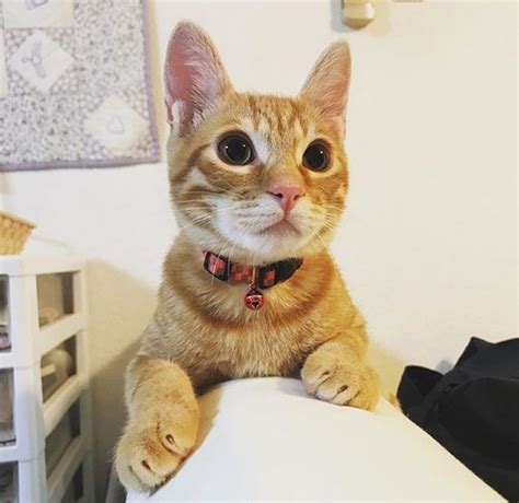 A b c d e f g h i j k l m n o p q. 55 Classic Irish Female Cat Names | PetPress