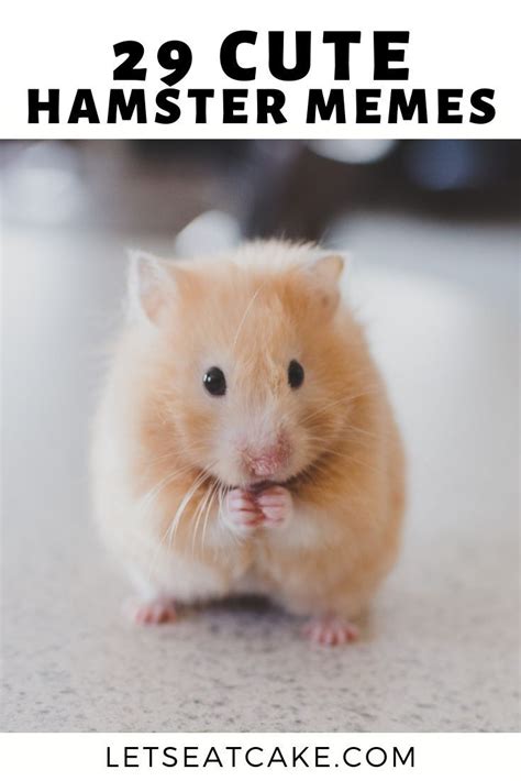 29 Of The Cutest Hamster Memes We Could Find Hamster Cute Hamsters