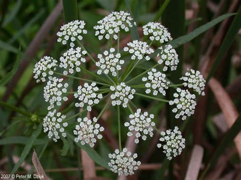 Check spelling or type a new query. Sium suave (Water Parsnip): Minnesota Wildflowers