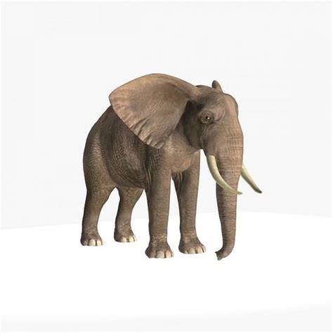 African Elephant 3d Model Animated Rigged Max Obj 3ds Fbx Ma Mb Dae