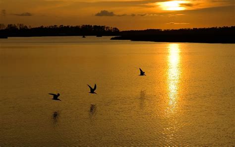 Birds On A Lake At Sunset Wallpapers And Images Wallpapers Pictures