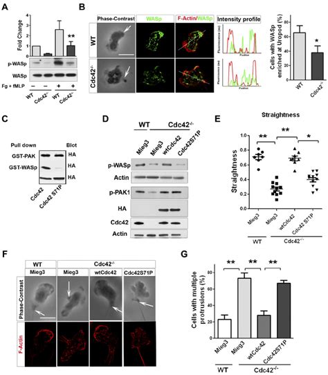 Free antibody samples · receive cruz credits · promotions Cdc42 controls neutrophil polarity via WASp. (A) WT and ...
