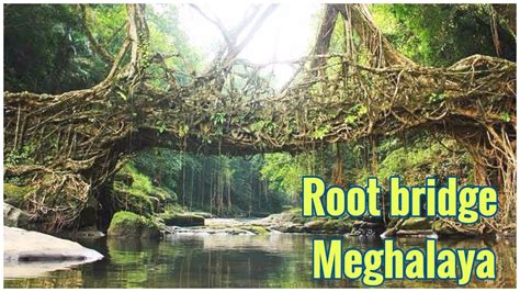 Living Root Bridges Of Cherrapunji Meghalaya Tourism Youtube