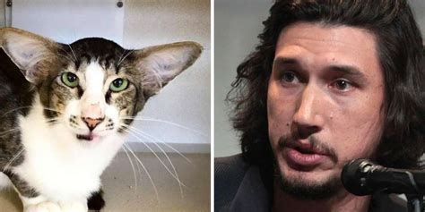 Feel free to post anything adam driver related and have fun :) rules: Homeless Cat Shows It Actually Pays To Look Like Adam ...