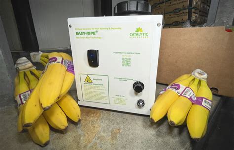 Procedures For Ripening Bananas With Ethylene Application Fresh
