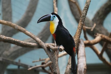 We did not find results for: Channel-billed Toucan - ZooChat