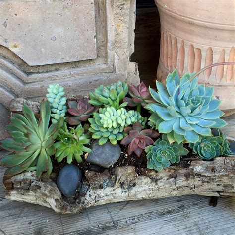 The Ultimate Guide To Creating A Beautiful Cactus Container Garden