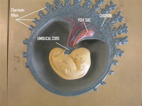 Psc Anatomy And Physiology Labeled Embryonic Development Models The