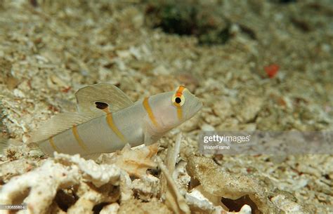 Randalls Shrimp Goby Or Orangestripe Prawn Goby Wakatobi Celebes Sea