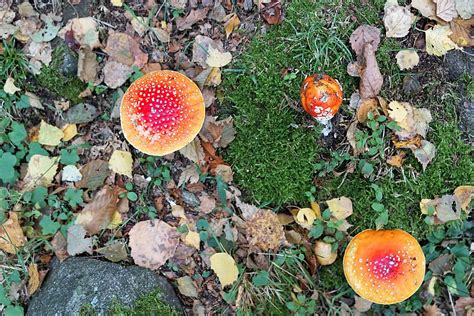 Hd Wallpaper Fly Agaric T Toxic Mushroom Red Autumn Forest