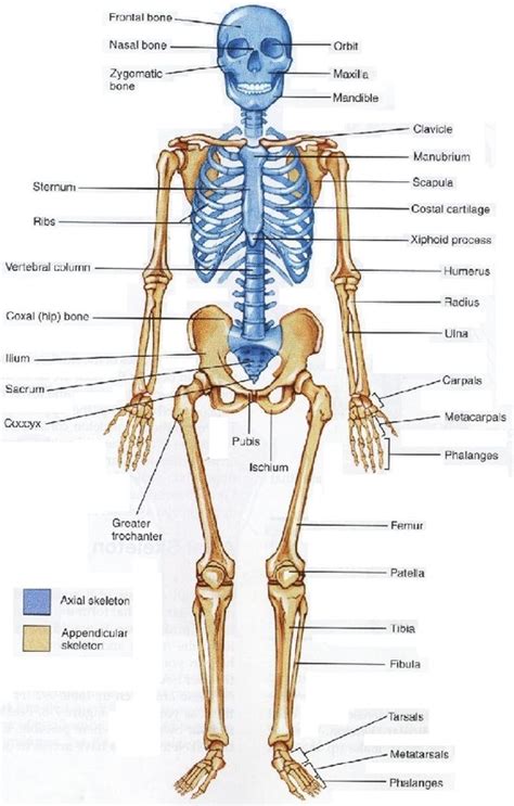 Main bones of the skeletal system. Week 15 : Musculoskeletal - enigmatic science