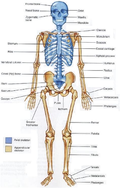 Osteoclasts help remodel injured bones and create pathways for nerves and blood vessels to travel through. Week 15 : Musculoskeletal - enigmatic science