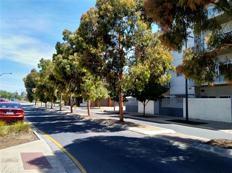 Street Trees Free Stock Photo Public Domain Pictures