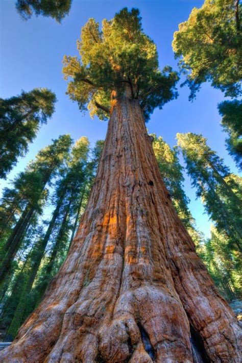 10 Of The Most Unique Trees In The World Article On Thursd