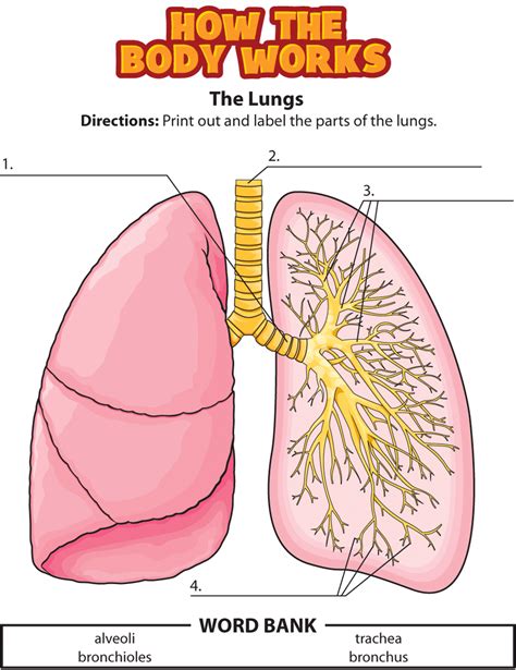 Activity The Lungs Human Body Projects Human Body Science Human