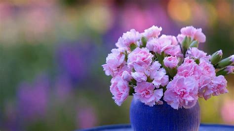 1217176 4k Carnation Rare Gallery Hd Wallpapers