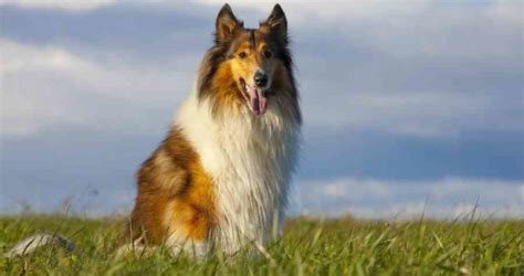 Lassie Facts About The Most Famous Farm Dog That Ever Existed