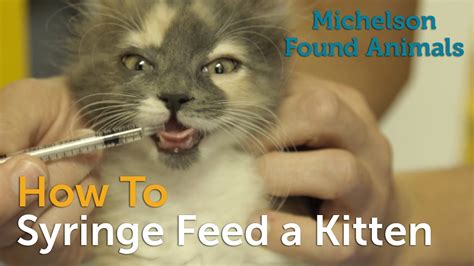 How To Syringe Feed A Kitten Youtube