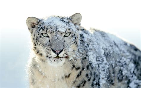 The Apple Mac Os X Snow Leopard Desktop Wallpaper