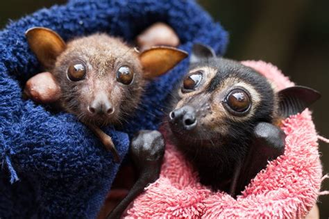 Two Orphaned Flying Foxes In Care With The Nightwings Team Animal