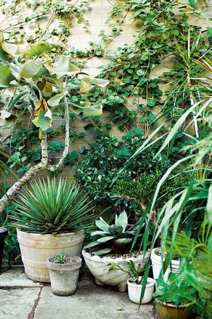20 Tropical Outdoor Potted Plants