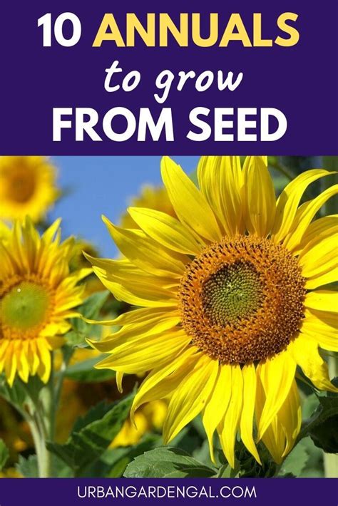 10 Easy Annuals To Grow From Seed Growing Seeds Small Flower Gardens