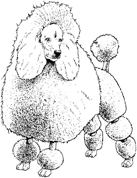 That is why we have a whole bunch of perfectly penguin pictures for you to print and color. Coloring Pages Of Poodles - Coloring Home