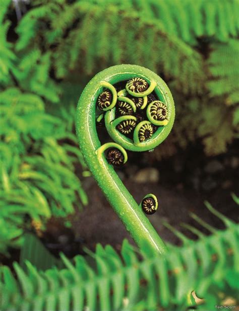 Fern Frond Uncurling Gothic Flowers Patterns In Nature
