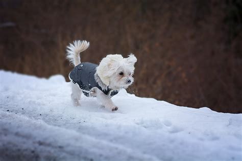 Tips On Keeping Your Dog Warm In The Cold Winter Dogslife Dog Breeds