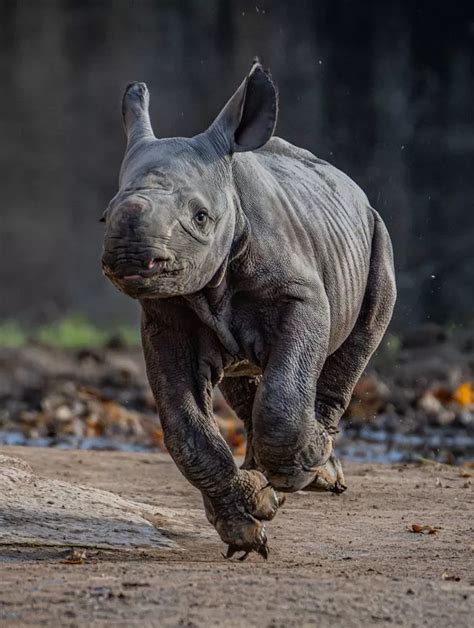 Chester Zoo Welcomes Birth Of Black Rhino One Of The Worlds Rarest
