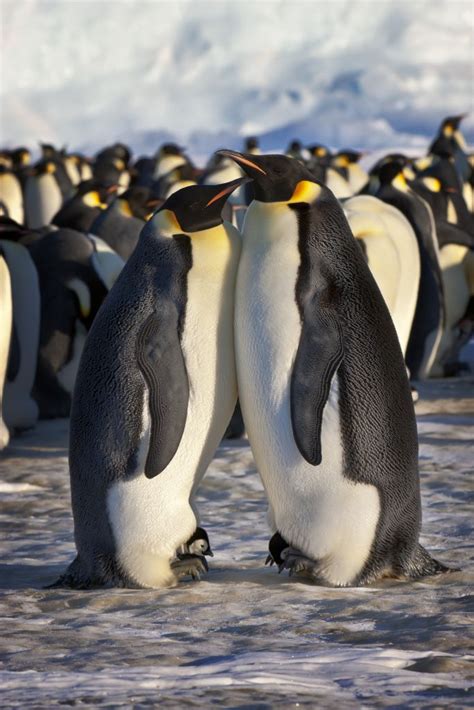 Most flightless birds live in the southern hemisphere. Scientists count penguins from space — Australian ...