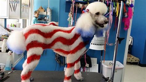 Red White And Blue Dog Grooming Styles Dog Grooming Tips Poodle