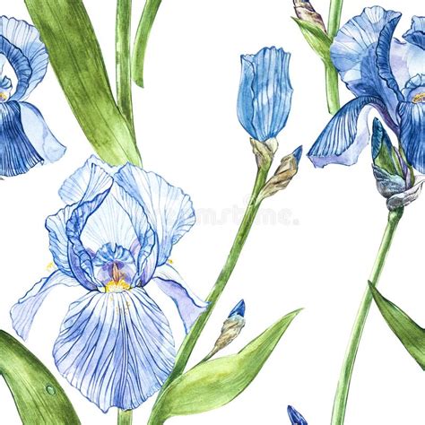 Flowers Of Iris Watercolor Hand Drawn Botanical Illustration Of