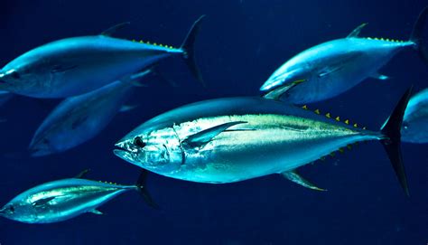 Hot Bodies Reveal Where Pacific Bluefin Tuna Eat Futurity